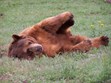 Bear Country USA Photo