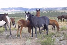 Black Hills Wild Horse Sanctuary (19.1 miles)