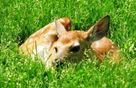 Fawn in the lawn!