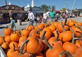 Milton Pumpkin Festival Photo