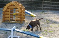 Kamp K9