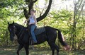 The Camp Horse