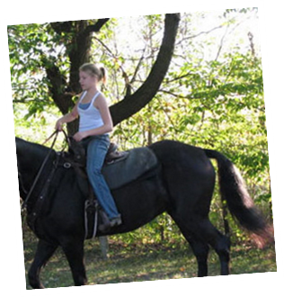 The Camp Horse