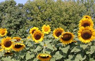 A sea of yellow