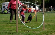 Dog Olympics