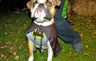 Halloween Dogs