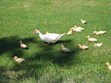 Pet Ducks Photo
