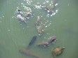 Feed Fish & Turtles Photo