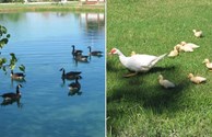 Canadian Geese, Momma Duck & Family
