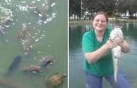 Feed fish & turtles, Catch & release fishing