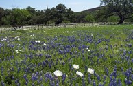 Wild Flowers