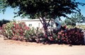 Desert Shade Provided