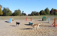 Dogs enjoying time off leash