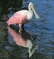 Merritt Island National Wildlife Refuge Photo