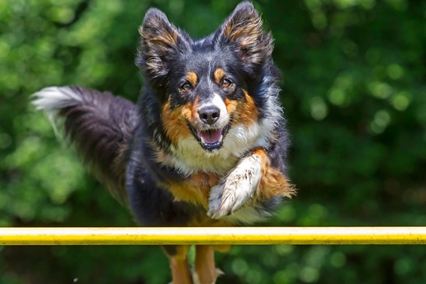 Dog Agility Competition of FL (DACOF) Photo