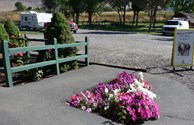 Flowers Everywhere