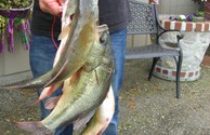 Spring Bass