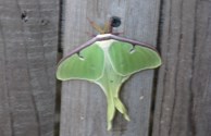The luna moth..