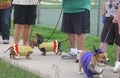 Pet Friendly