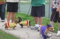 Pet Friendly