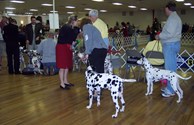 Dog Shows