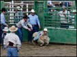 Stampede Rodeo Photo