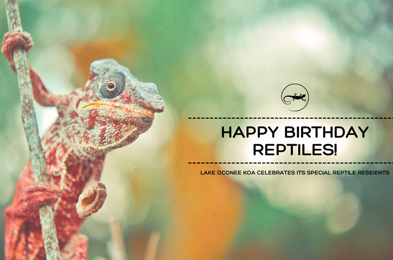 Reptile Birthday Party Weekend Photo