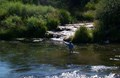 Fly fish the Portneuf