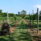 Hill Country Wineries Photo