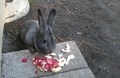 KOA Wildlife