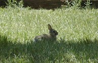 Wildlife