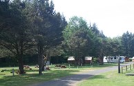 Camp Under the Trees