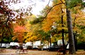 Fall Colors