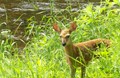 The Fawn