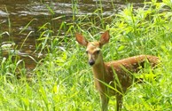 The Fawn