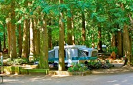 Wooded sites.