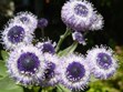 Mendocino Coast Botanical Gardens Photo