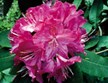 Kruse Rhododendron State Reserve Photo
