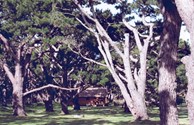 Wooded Sites