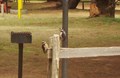 Woodpeckers in the park