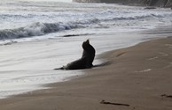 Seal on the beach