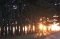 Sunset through the Trees