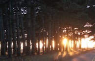 Sunset through the Trees