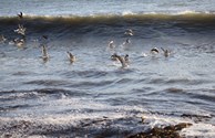 Seaguls playing in the waves