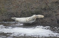 Seals on rocks