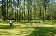 Dog Walk Areas