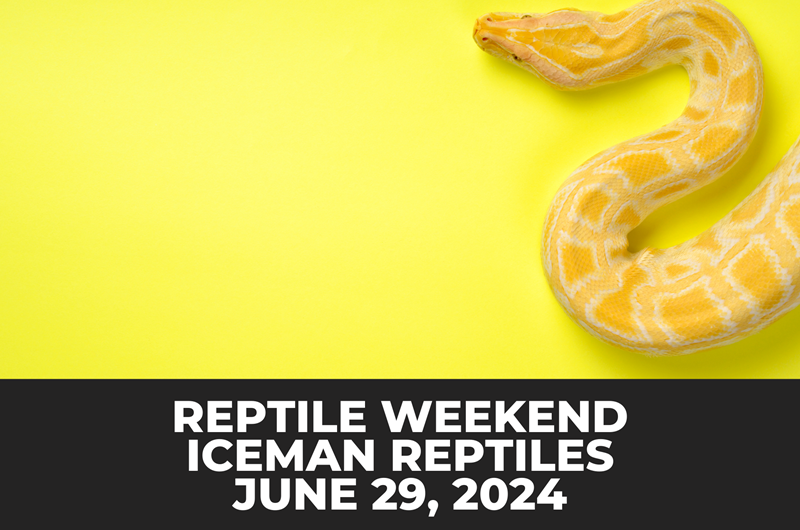 Reptile Weekend - Iceman Photo