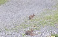 Rabbit