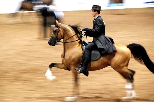 Scottsdale Arabian Horse Show Photo
