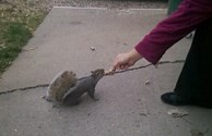 Squirrel